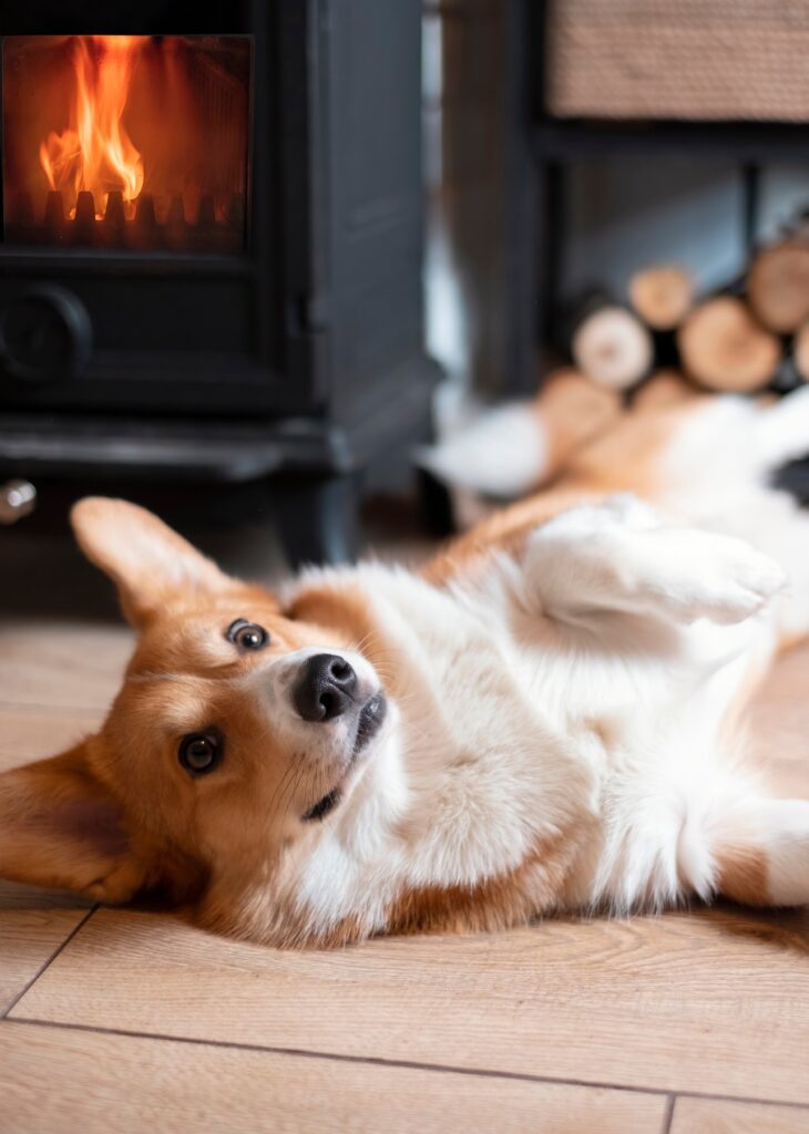 Cute,Dog,Breed,Corgi,Is,Warming,At,Home,By,A
